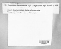 Pannaria lanuginosa image